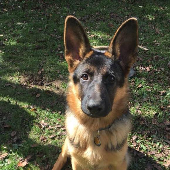 Meet your Posher, Amanda - Picture 2 of 5